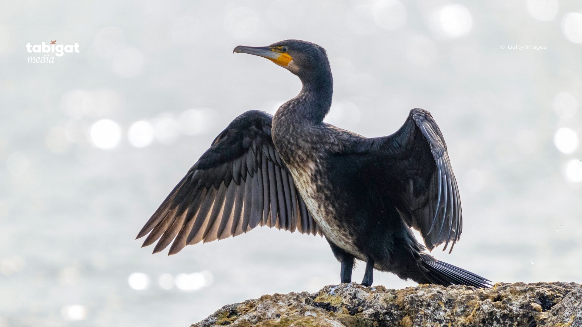 Света Букинаның жалаңаш кеудесі мен емшегі